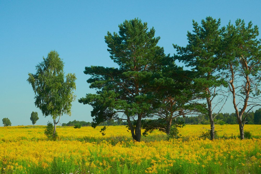 Фотография автора Александр Медведев