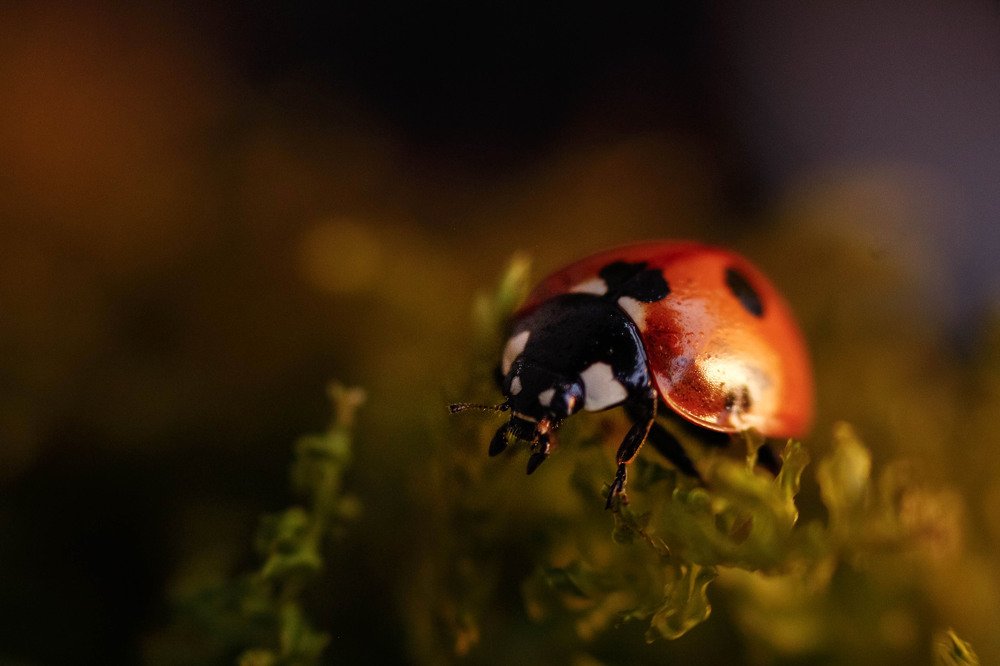 Photograph by Маргарита Федурина