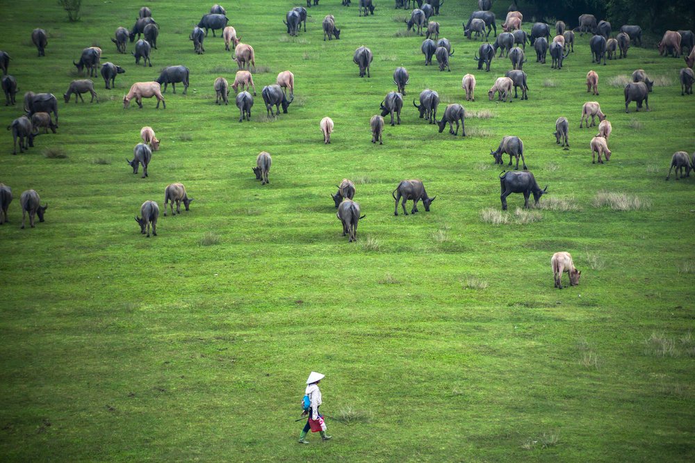 Photograph by Vu Tuan Anh