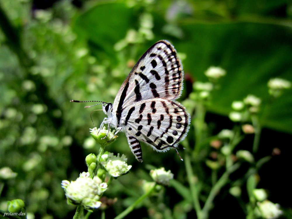 Photograph by Pritam Das