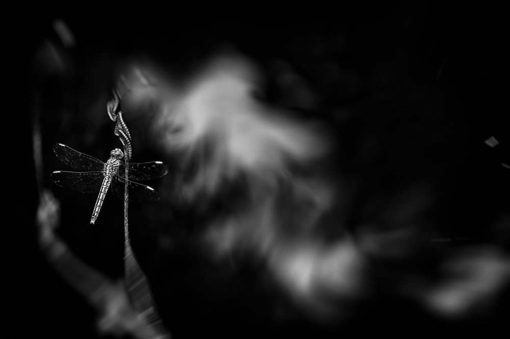 Photograph by Jalp Patel