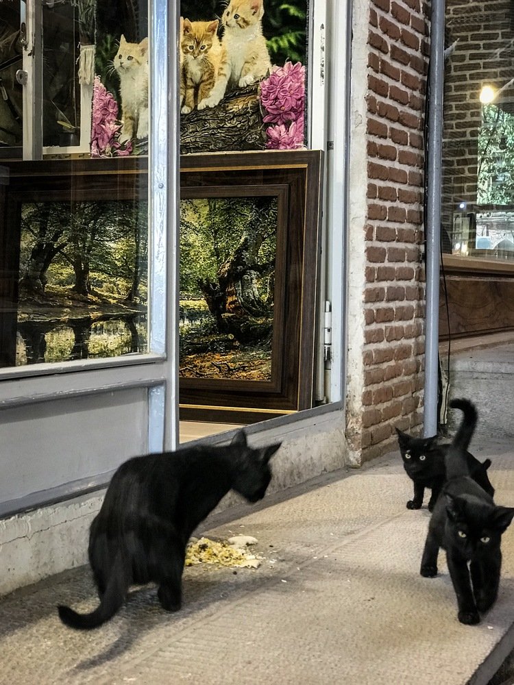 Photograph by amir ali navadeh shahla