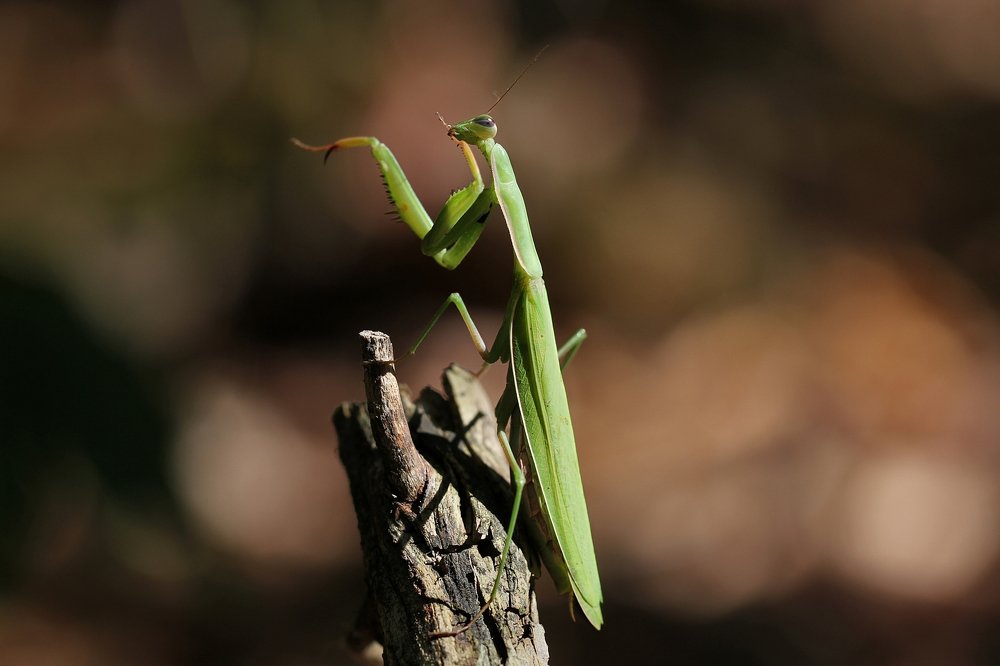 Изящество богомола