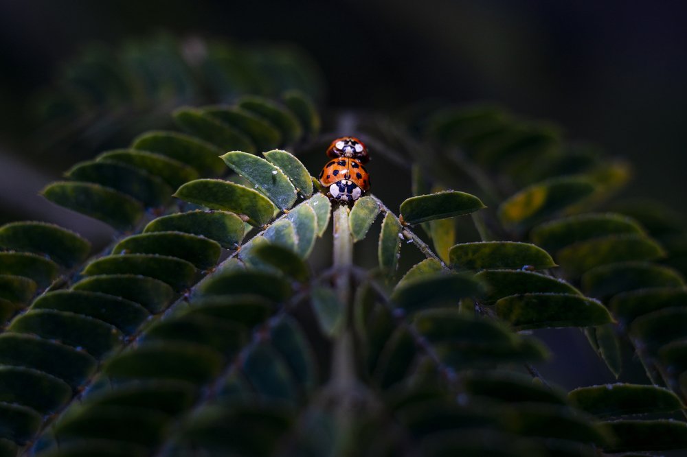 Photograph by Валерий Лейко