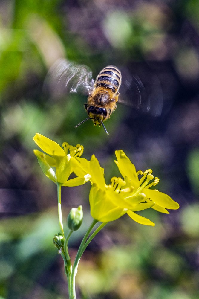 Полет пчелы.