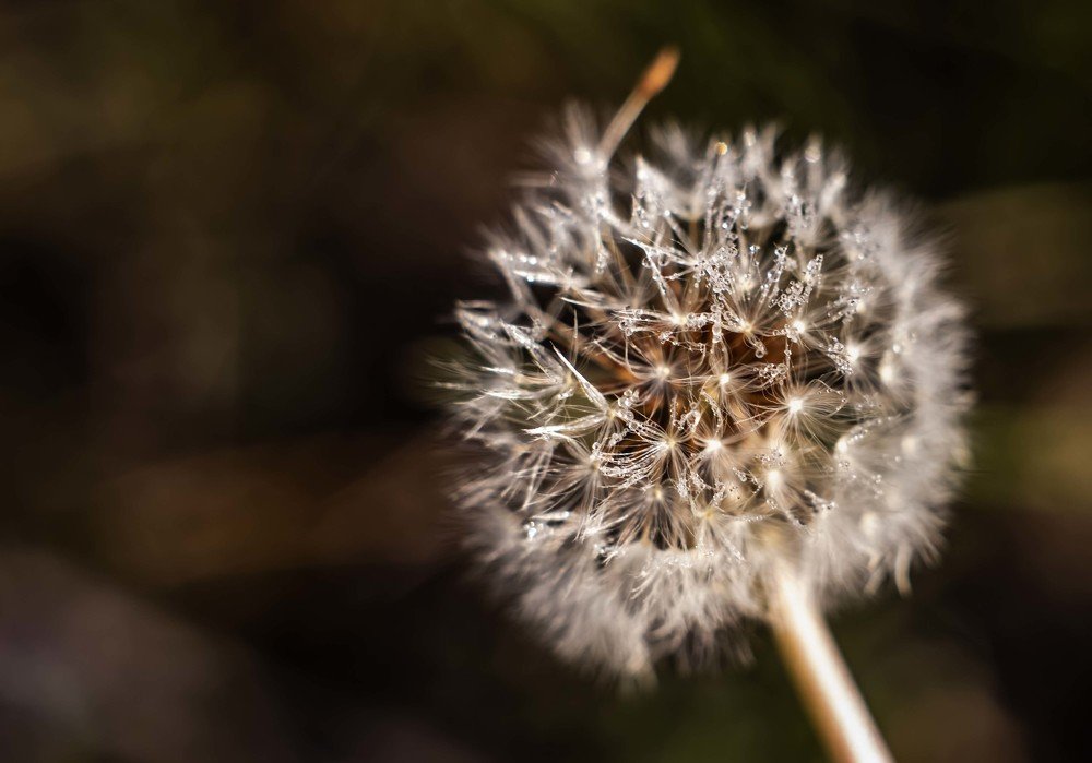 Photograph by mikhail goryachev