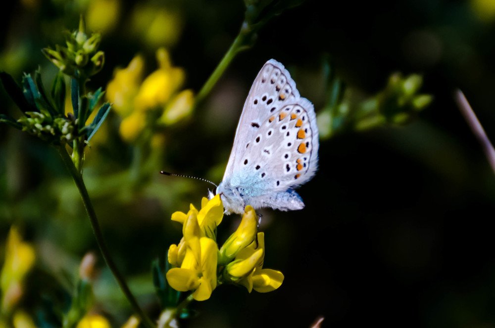 Photograph by Елена Прохорова