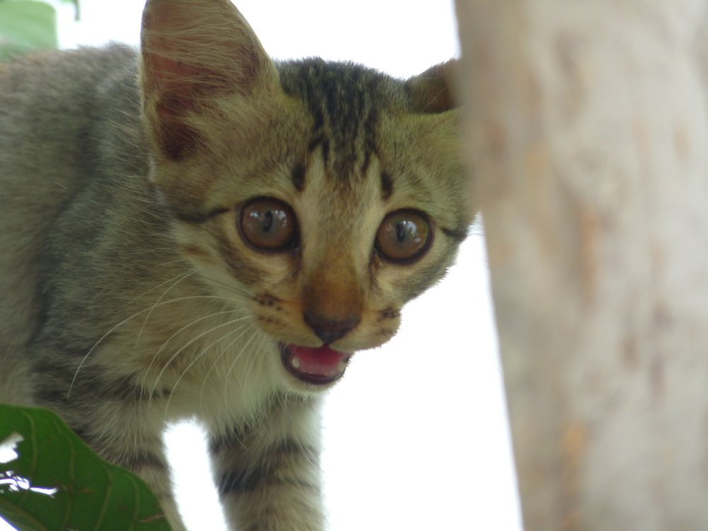 Фотография автора Kalyan Bhowmick