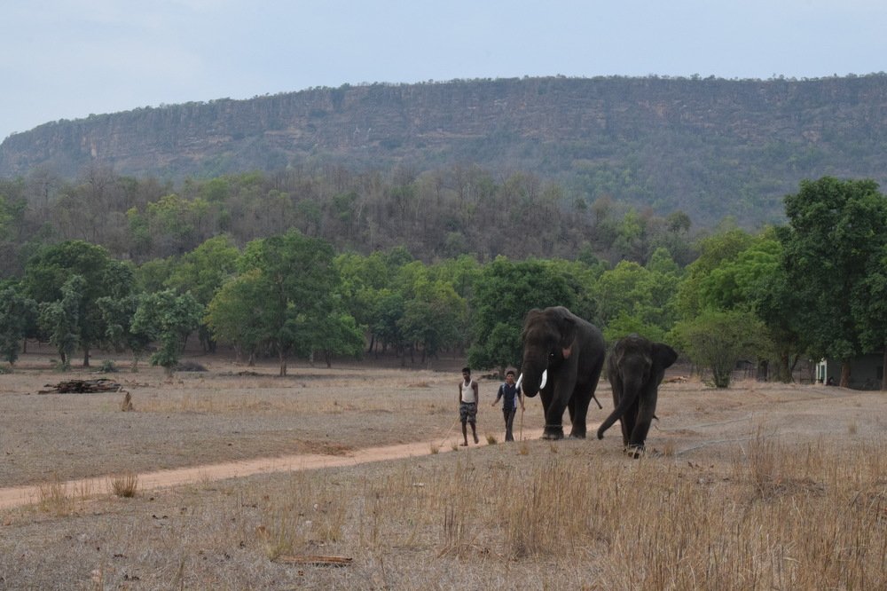 The Protectors Of The Forest!