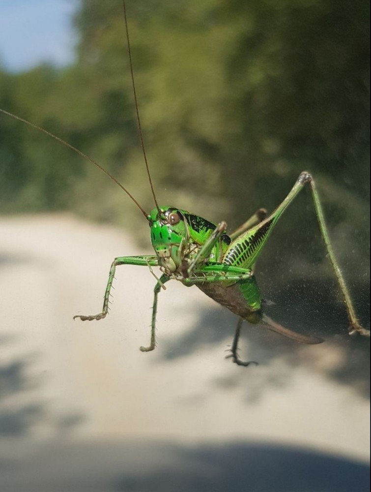 Photograph by Predrag Sneler