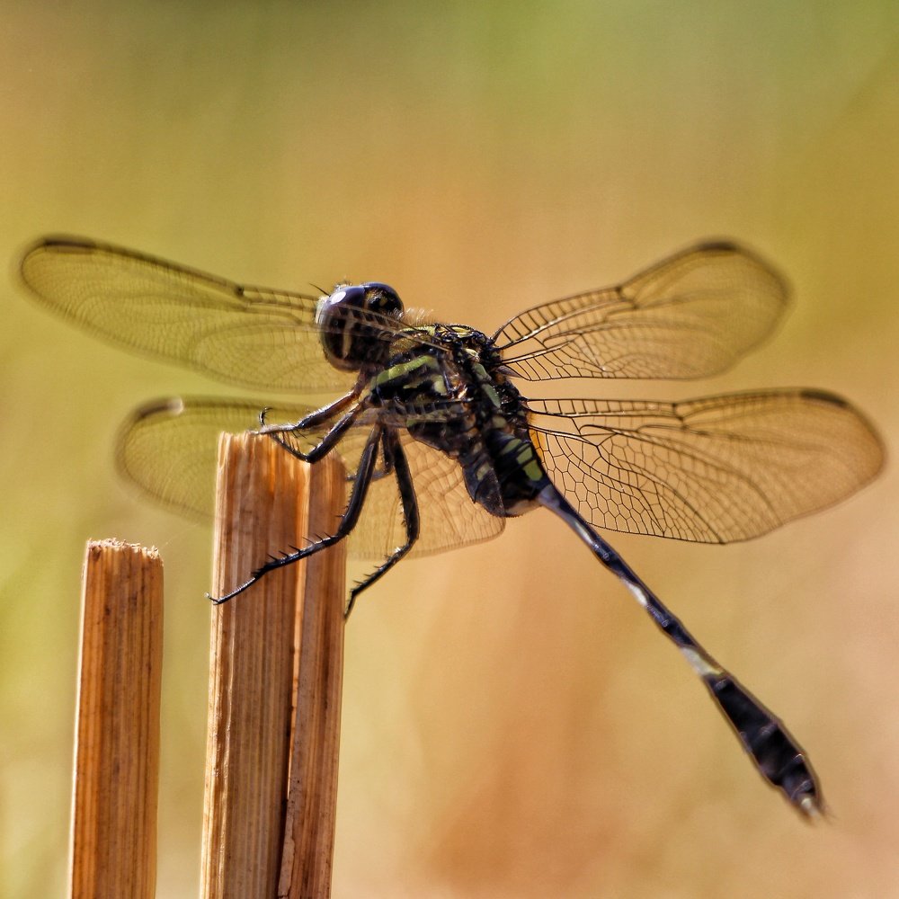 Photograph by  Abolfazl Mokhtari Hassan Abad