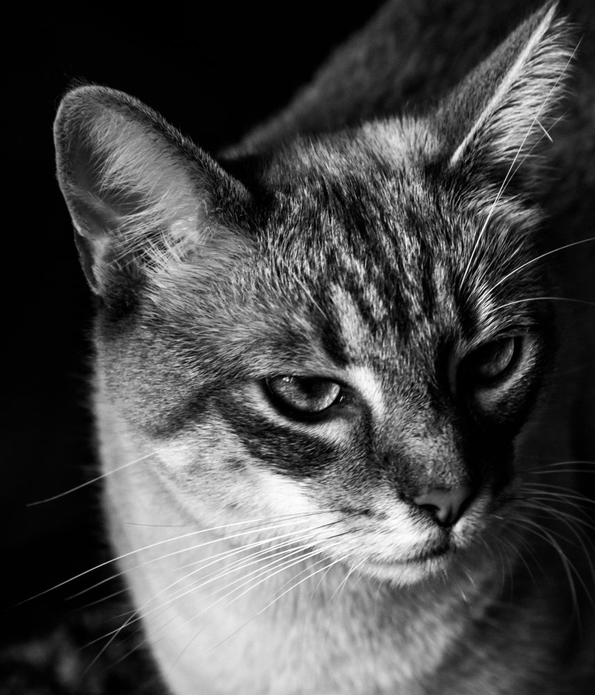 Фотография автора Comșa Bogdan