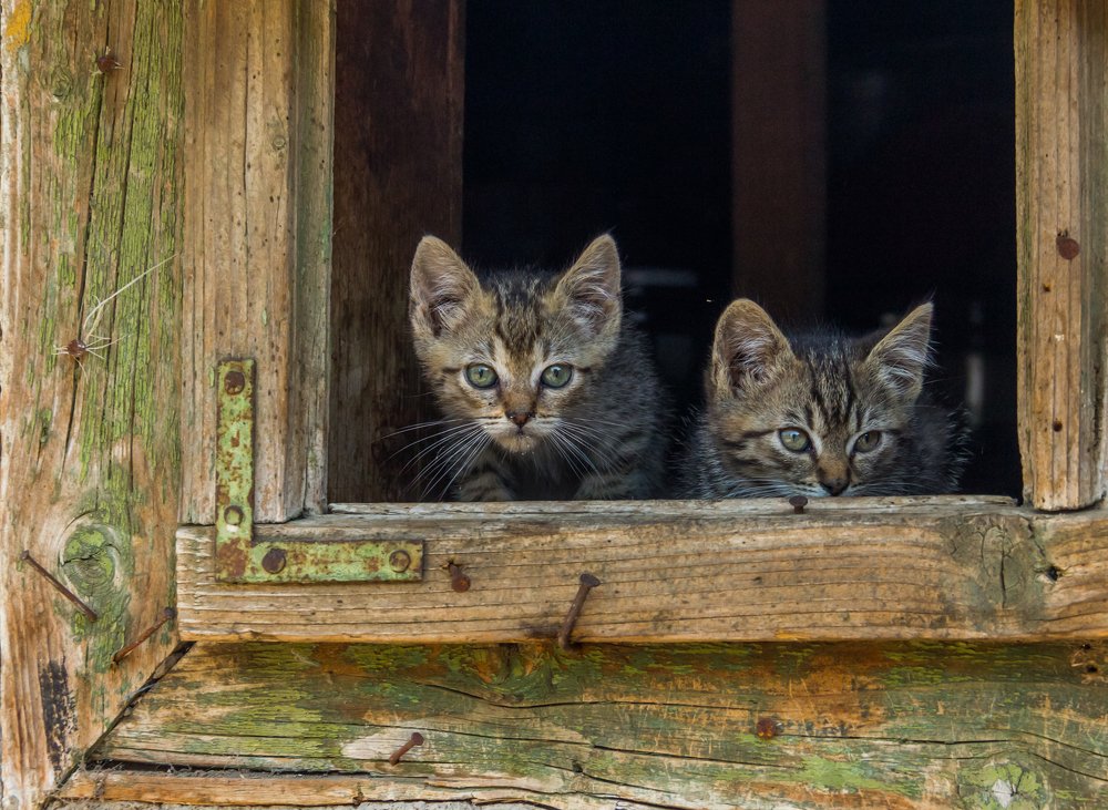 Фотография автора Comșa Bogdan