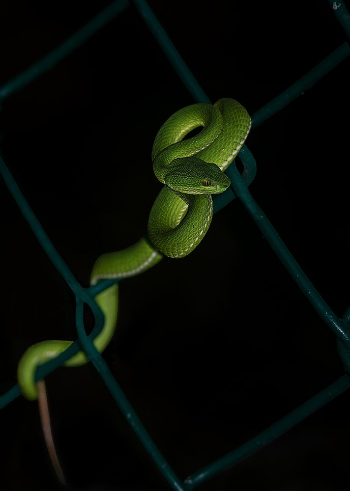 Photograph by Mainak Debnath