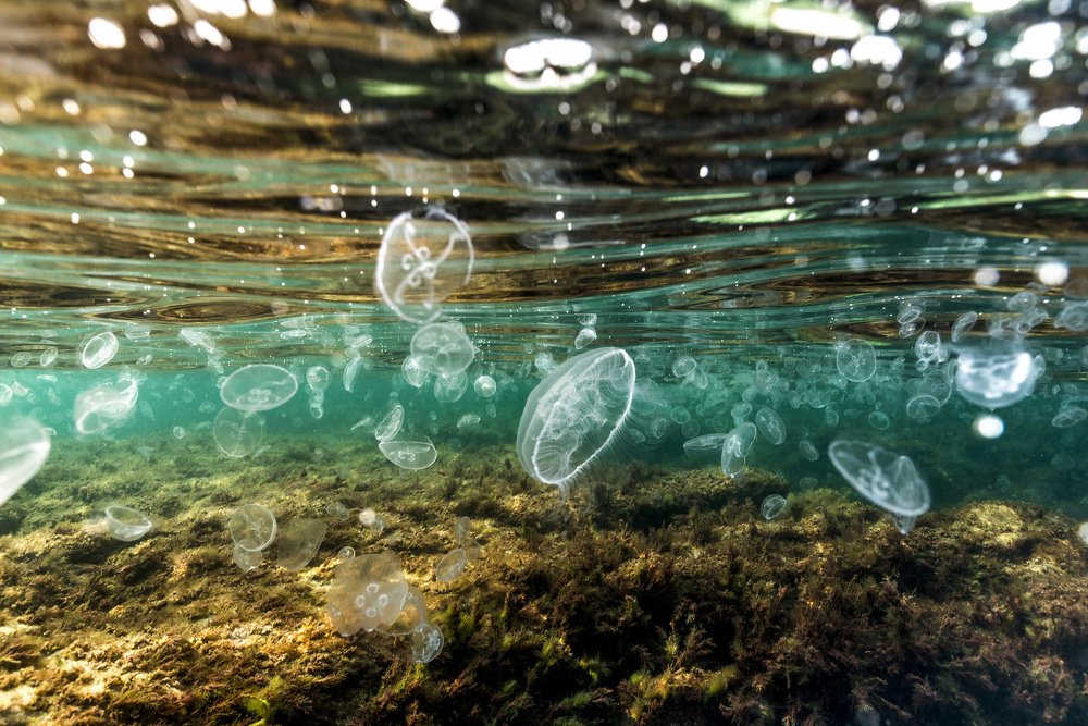 Танец медуз.Dance of jellyfish.