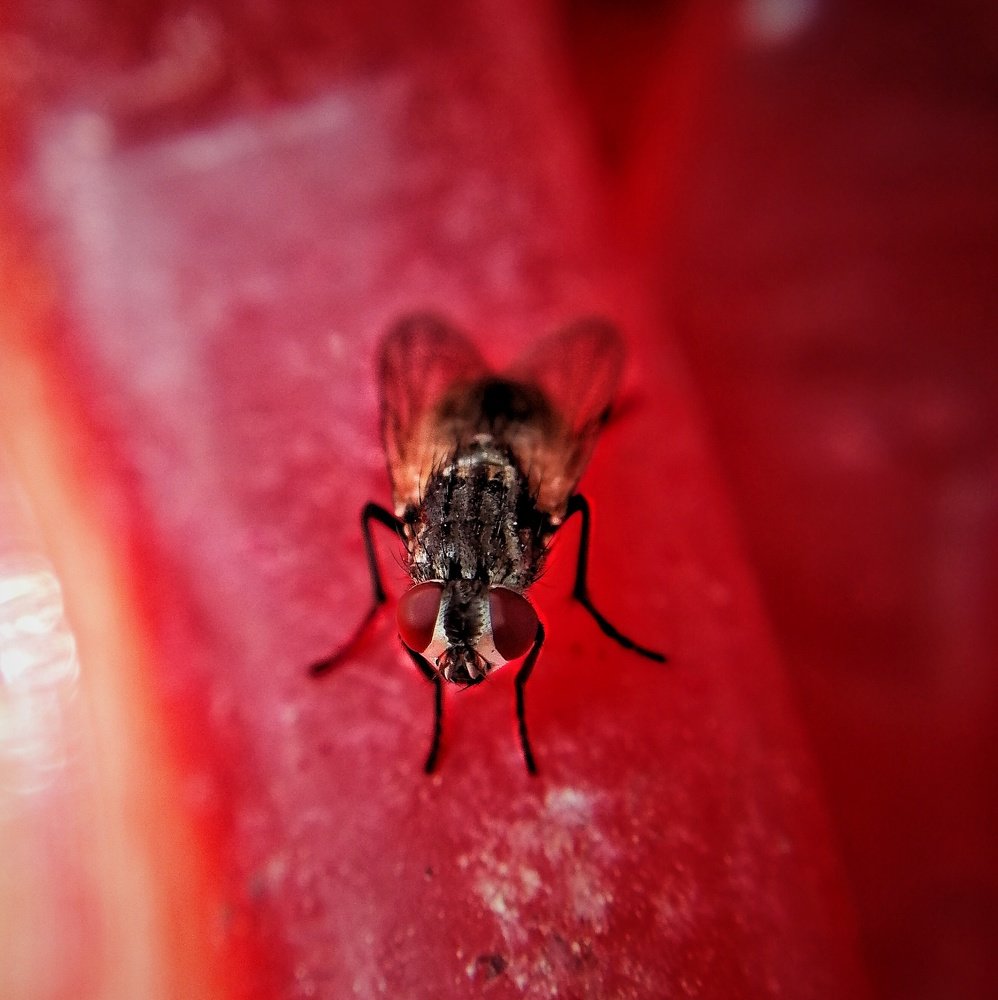 Photograph by DHIRAJ GOSWAMI