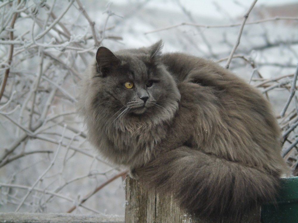 Похолодало