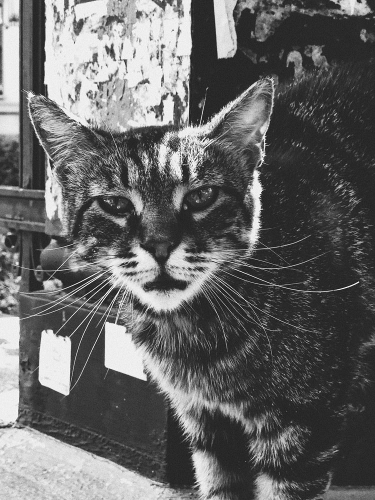 Photograph by Сергей Дубровский