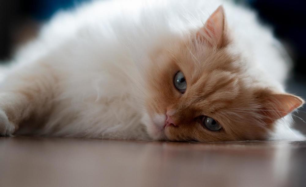 Голубоглазое чудо