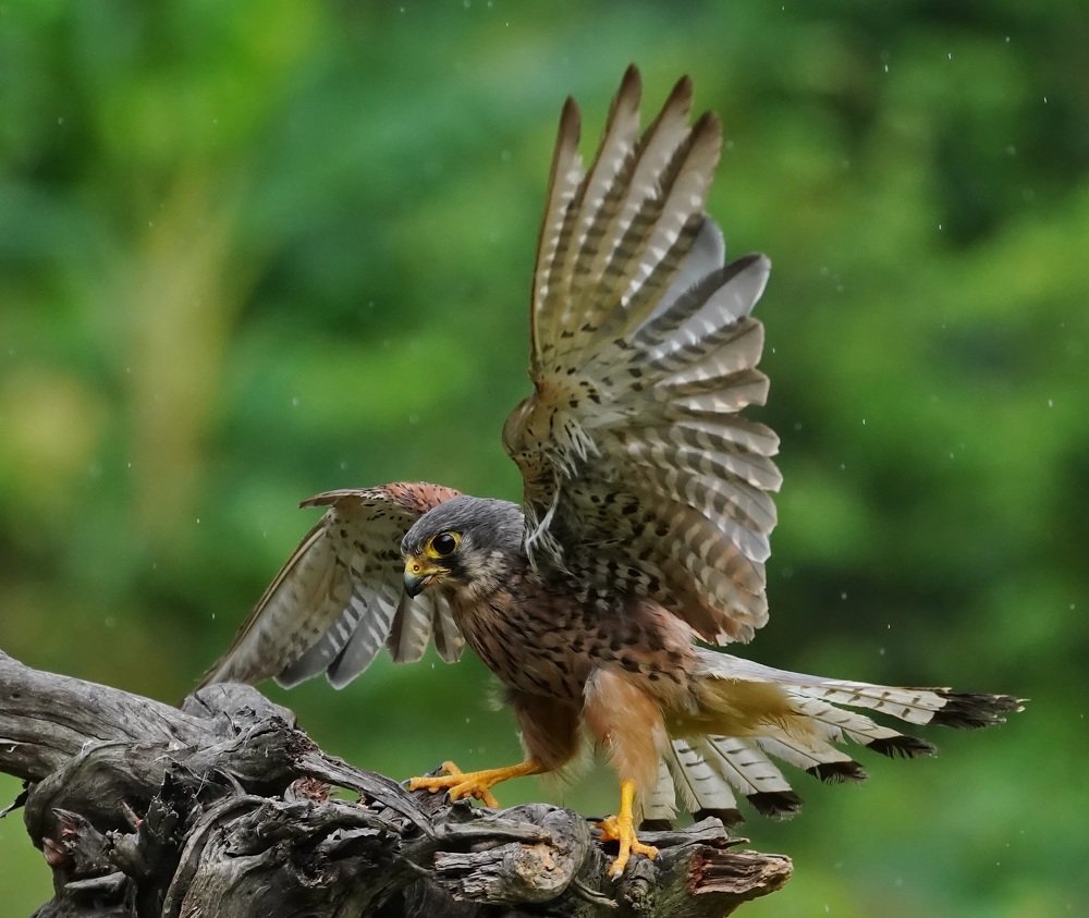 Common Kestrel