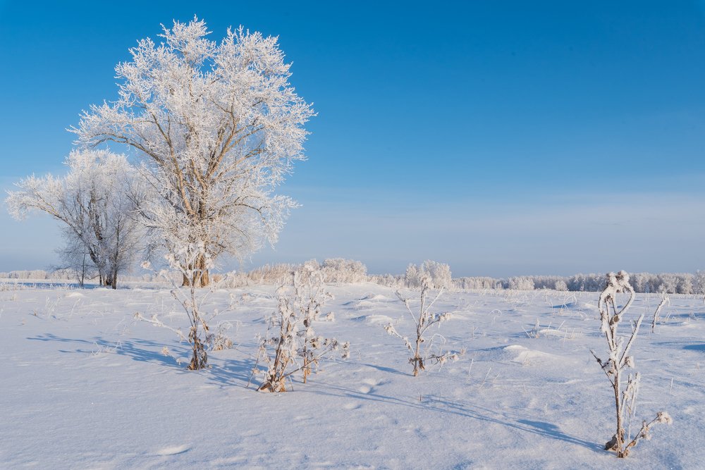 Фотография автора Татьяна Степанова