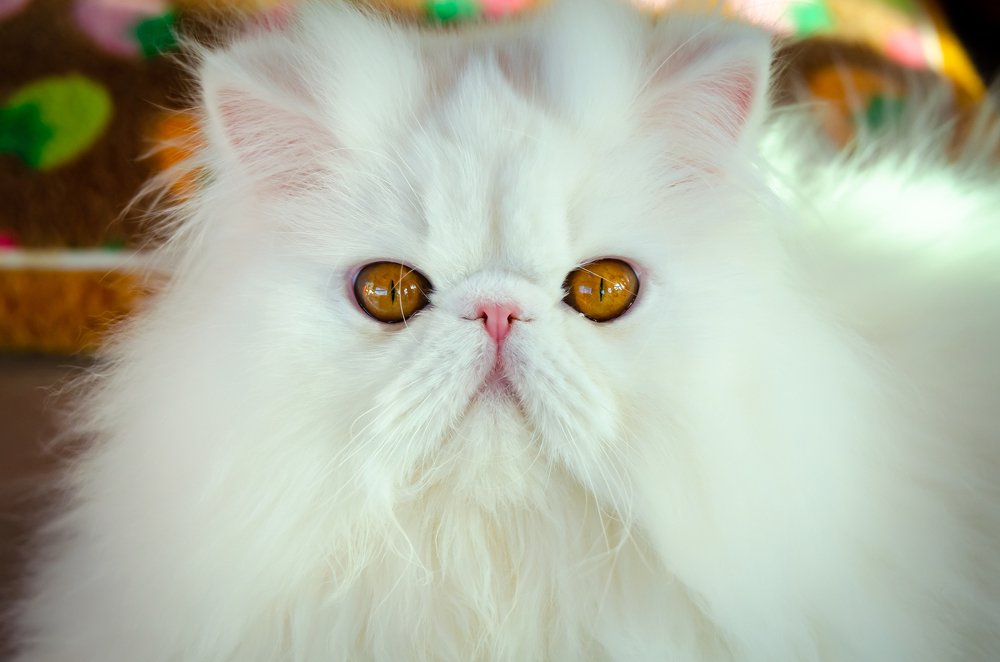 Фотография автора Татьяна Степанова