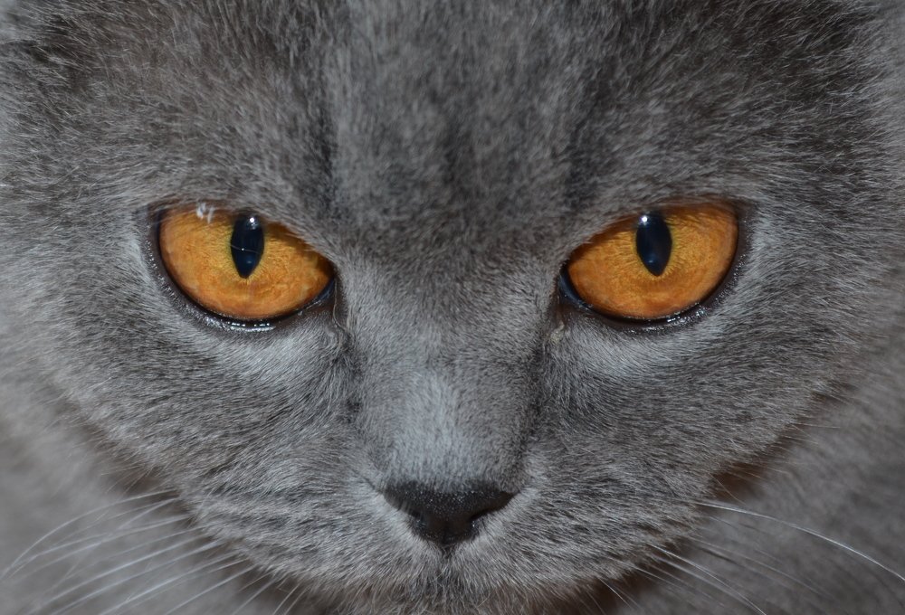 Фотография автора Татьяна Степанова