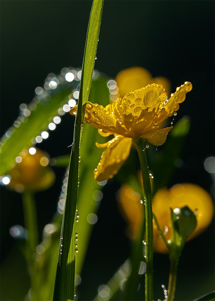 Утреннее соло