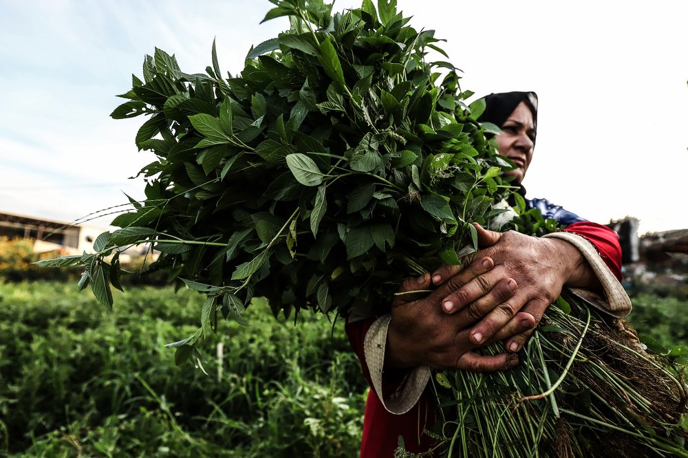 Photograph by Shadi Awad