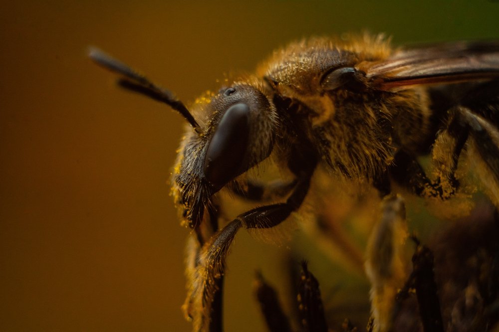 Photograph by Мария Бузыцкая