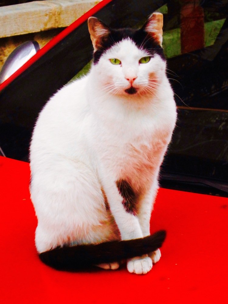 Photograph by Albert Russo