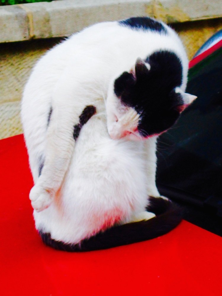 Photograph by Albert Russo