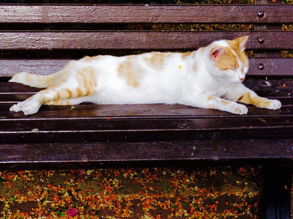 Photograph by Albert Russo