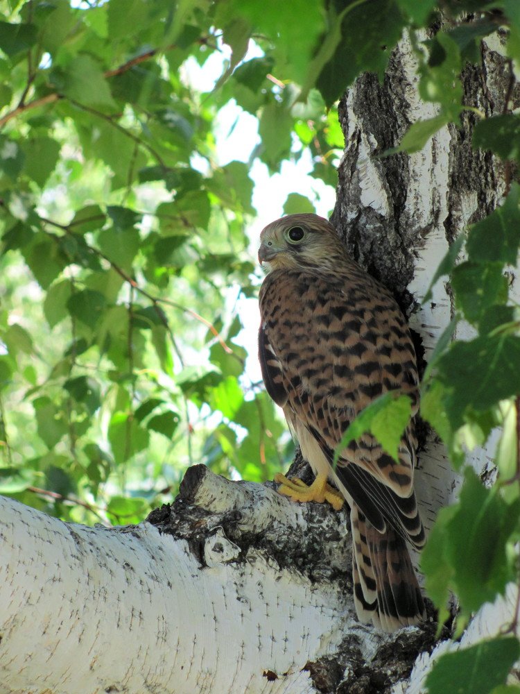 Photograph by Альбина