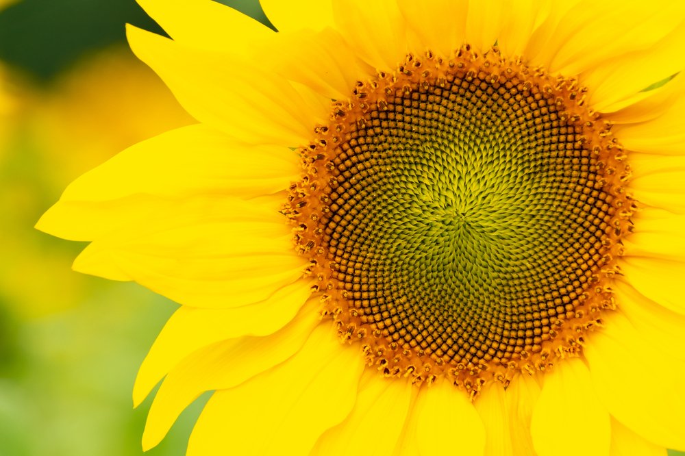 Photograph by Евгений Гецев