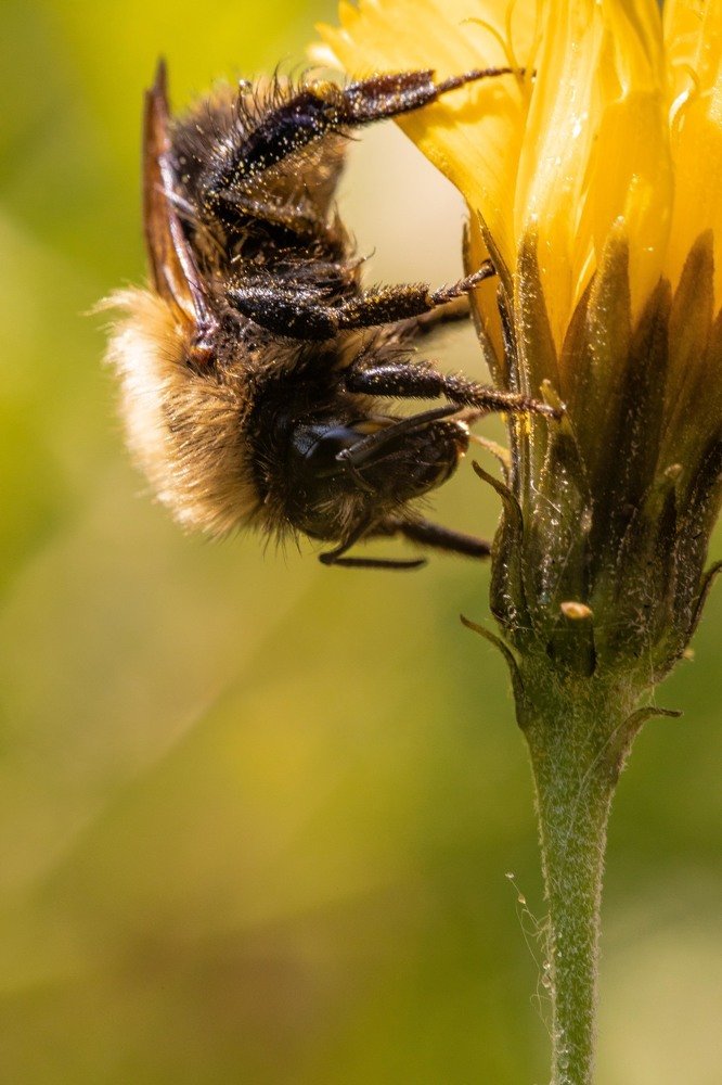 Фотография автора Мария Сурмачева