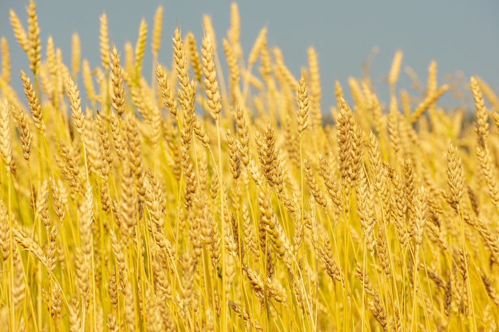 Photograph by Евгений Гецев