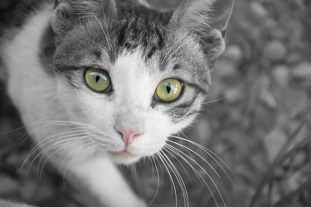 Photograph by  majid