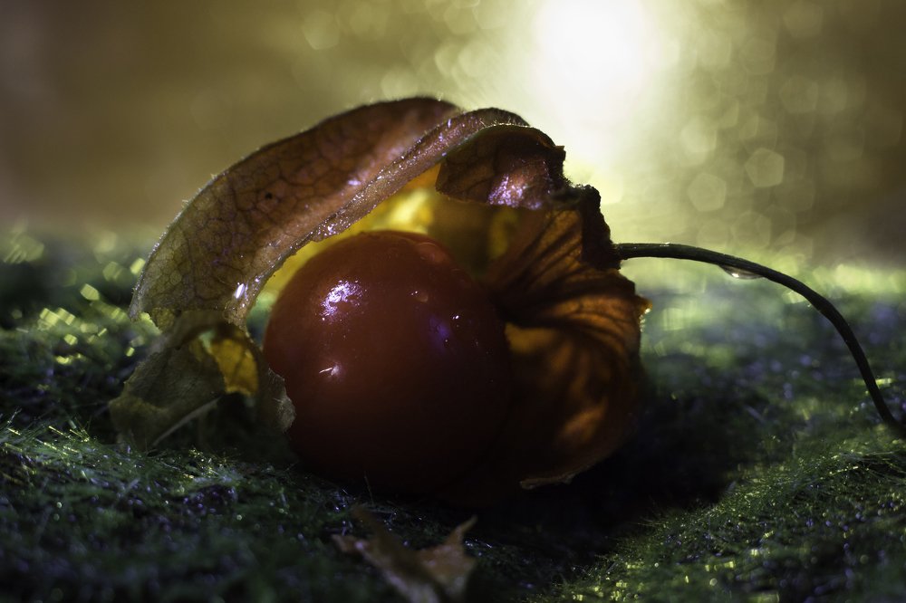 Фотография автора Анна Вигера