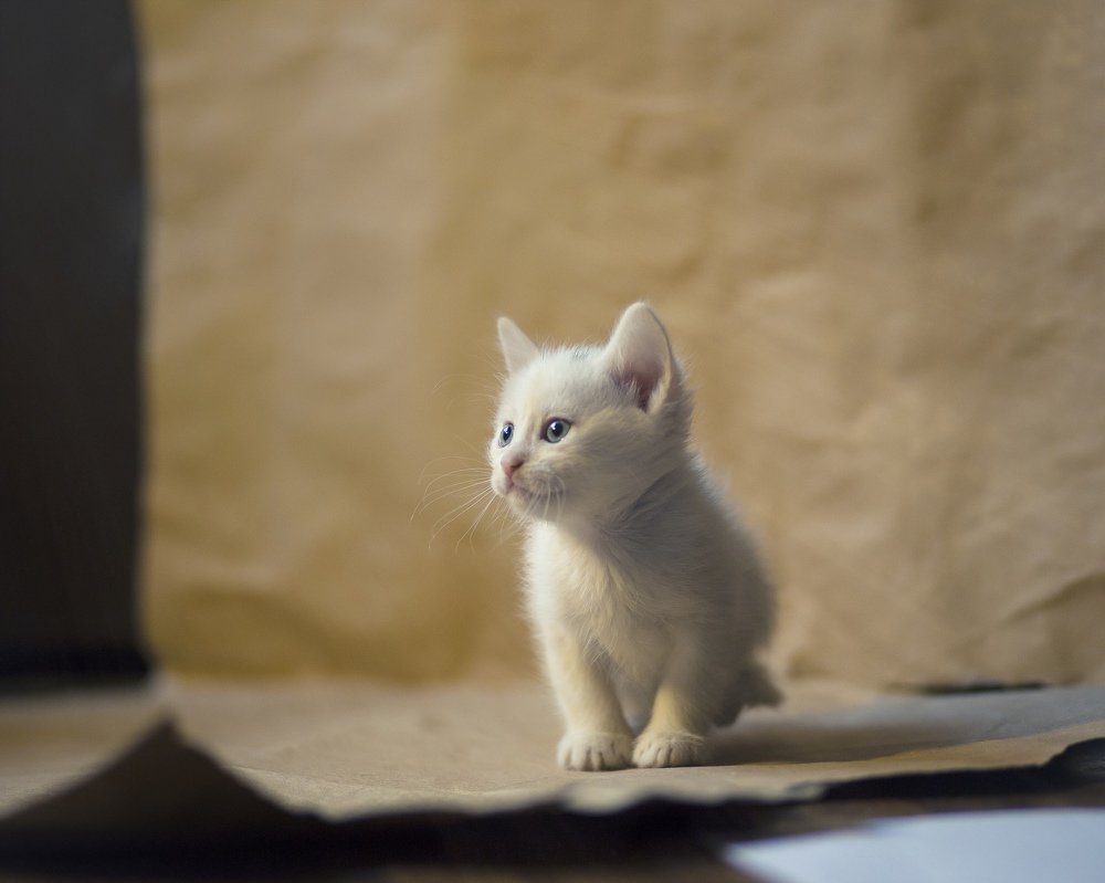 Белый ангел