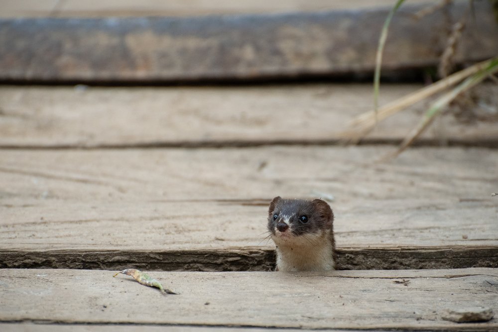 Четвероногий шпион