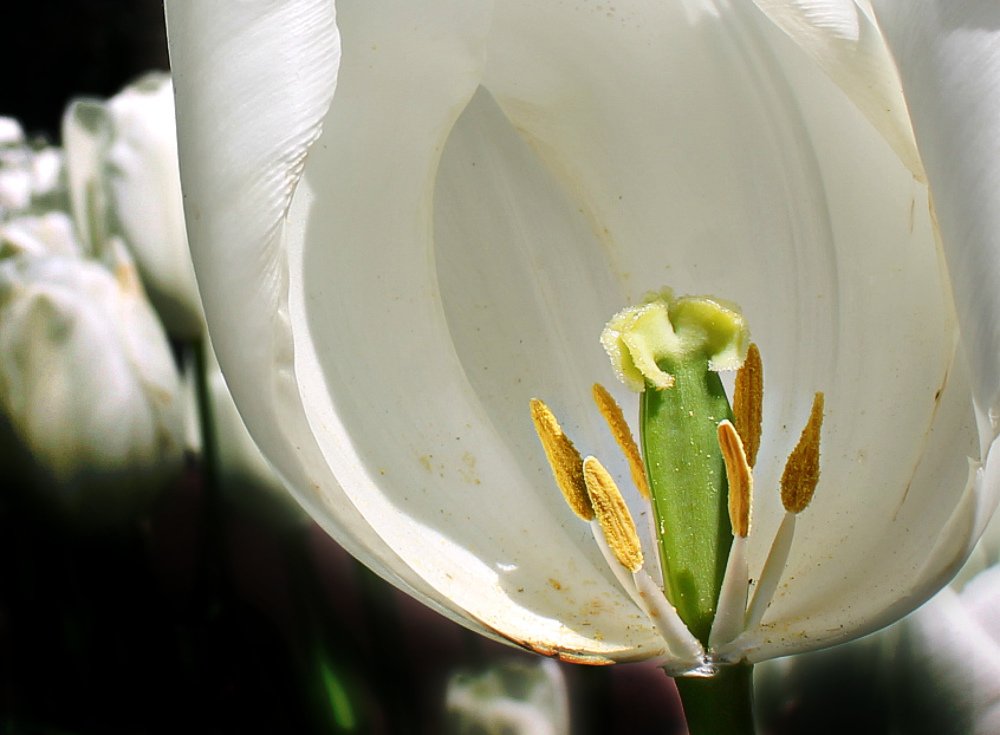 Photograph by Irina Radzinskaya