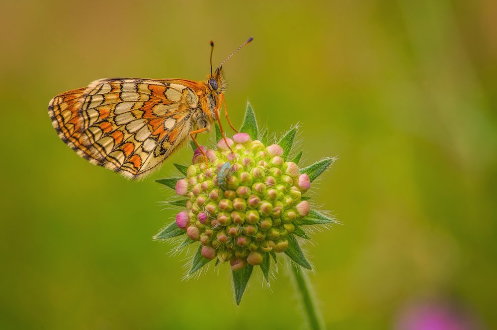 Photograph by Марина Мурашова
