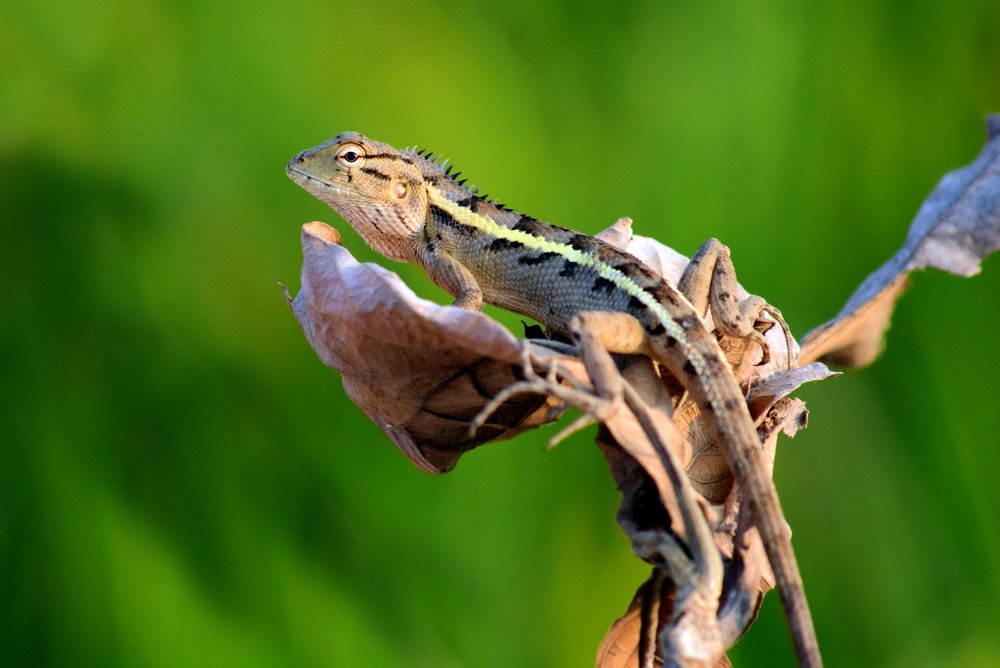Oriental Garden Lizard, eastern garden lizard or changeable lizard on a tree trunk in the wild