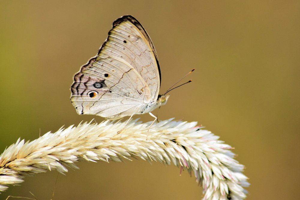 butterfly above the flower