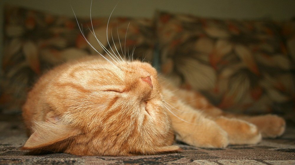 Делаю вид, что сплю...