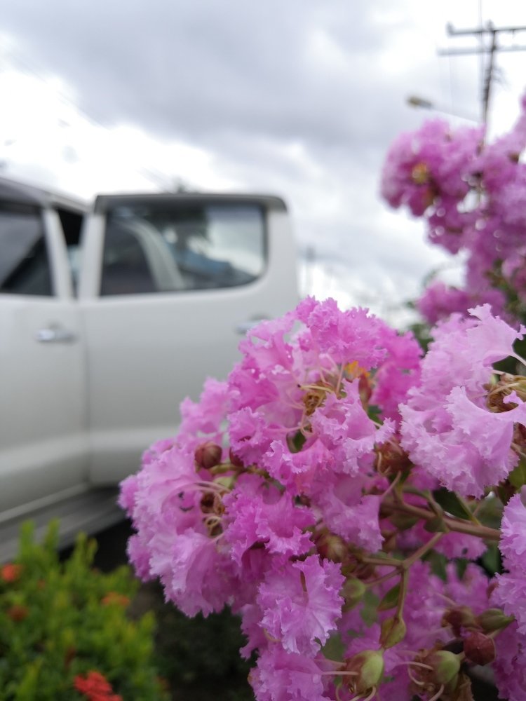 Natural flower