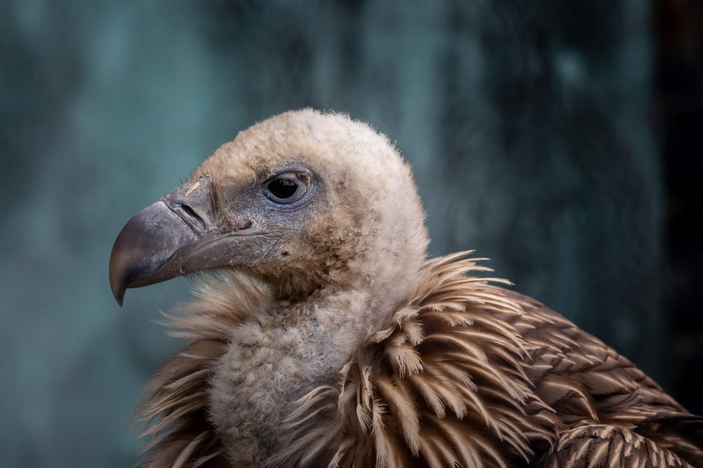 Фотография автора Ashir Kumar