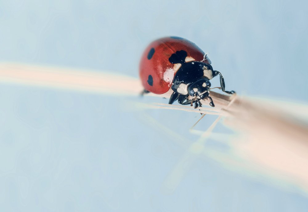 Photograph by Monte Pi