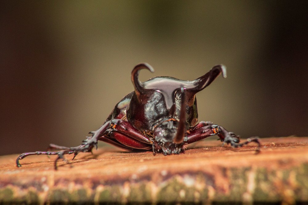 Photograph by Syafri Gamal